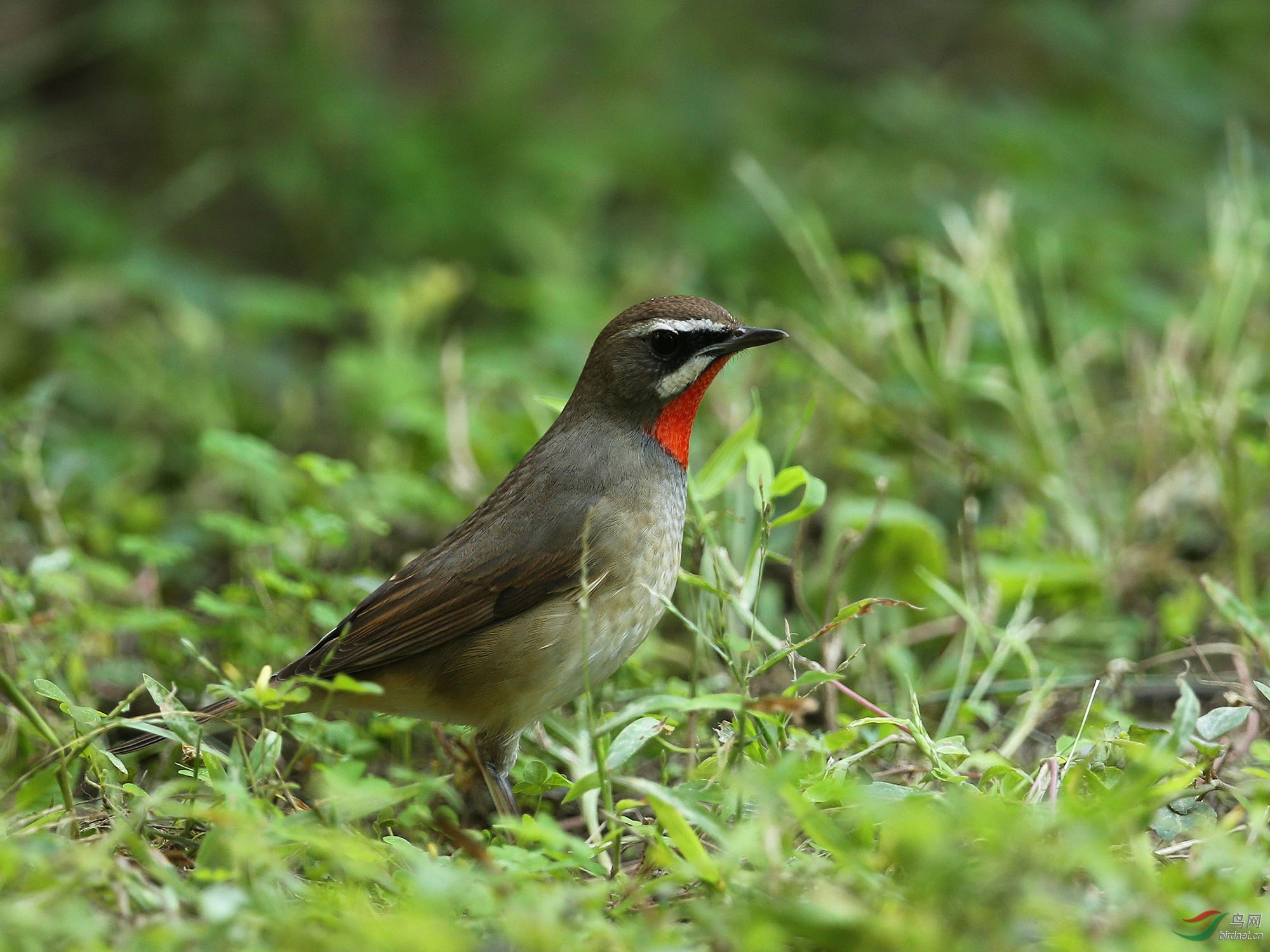 [林鸟] 红靛颏--农展