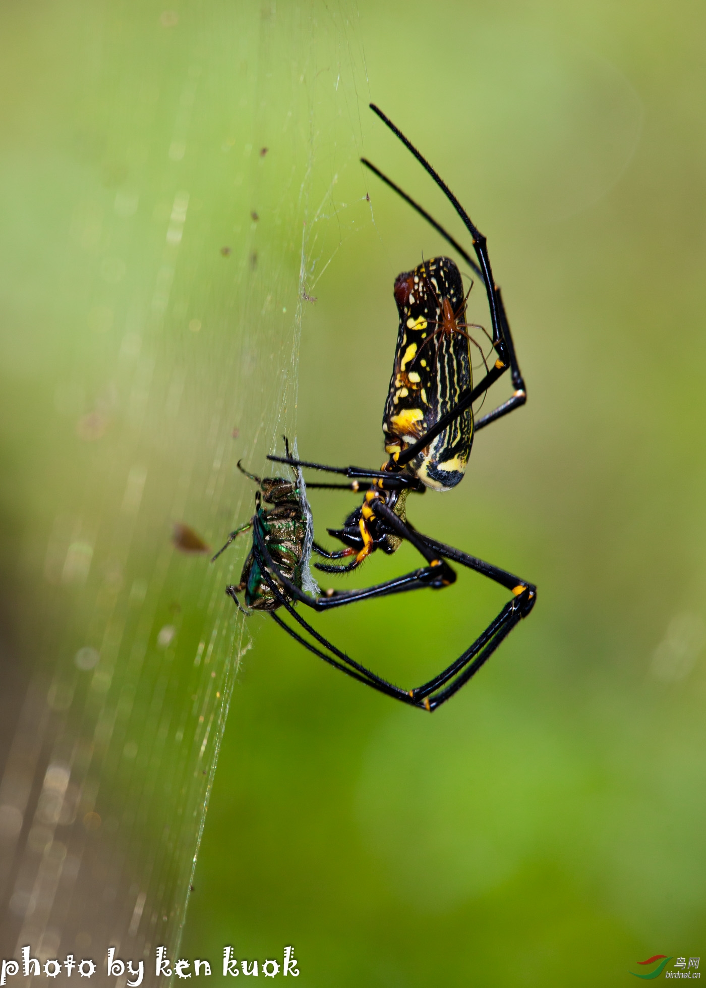 "人面蛛"生态记录