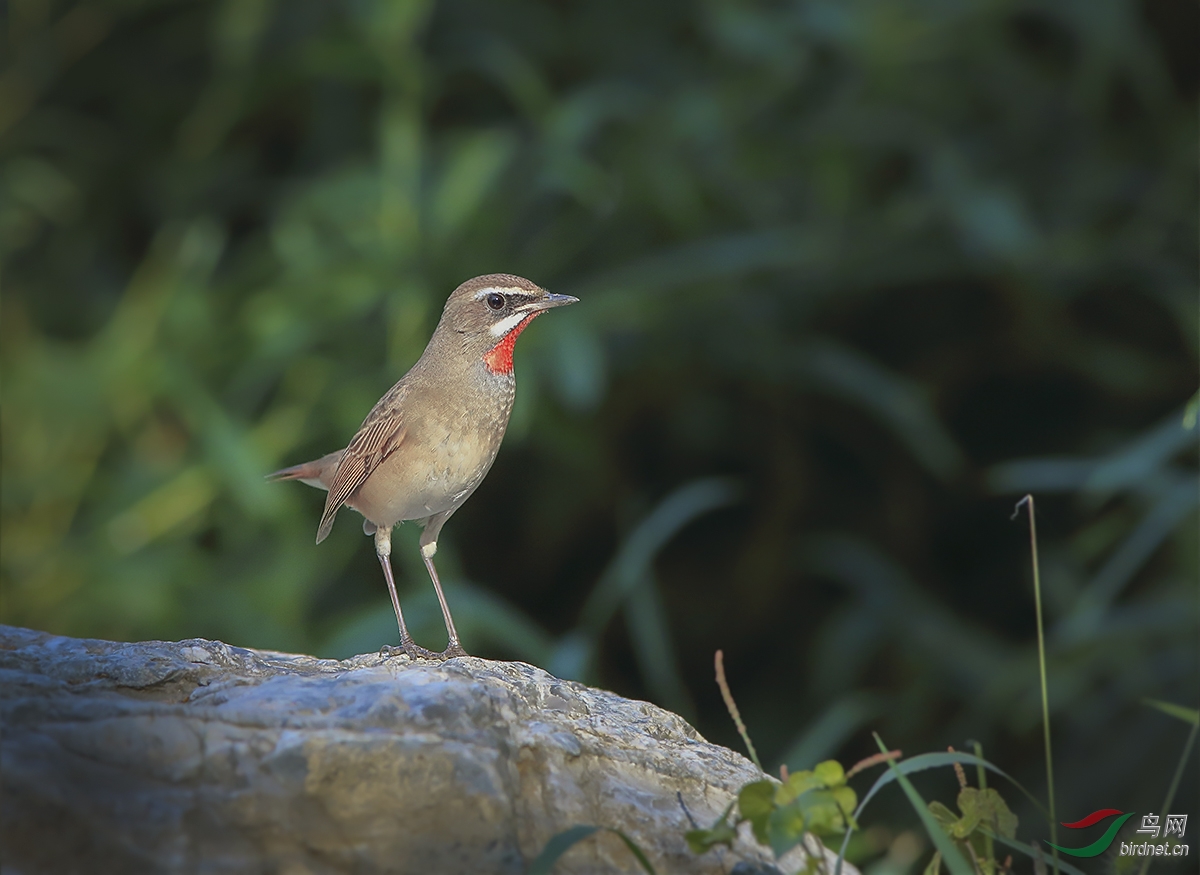 农展--红喉歌鸲