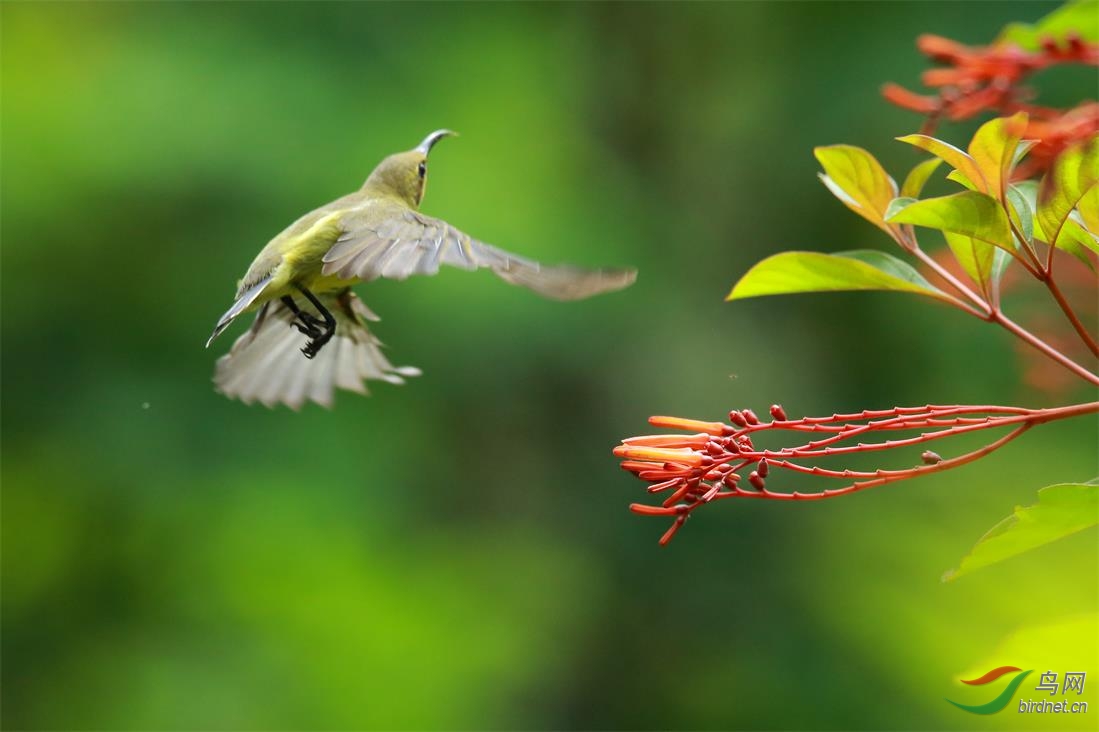 花鳥圖之黃腹花蜜鳥