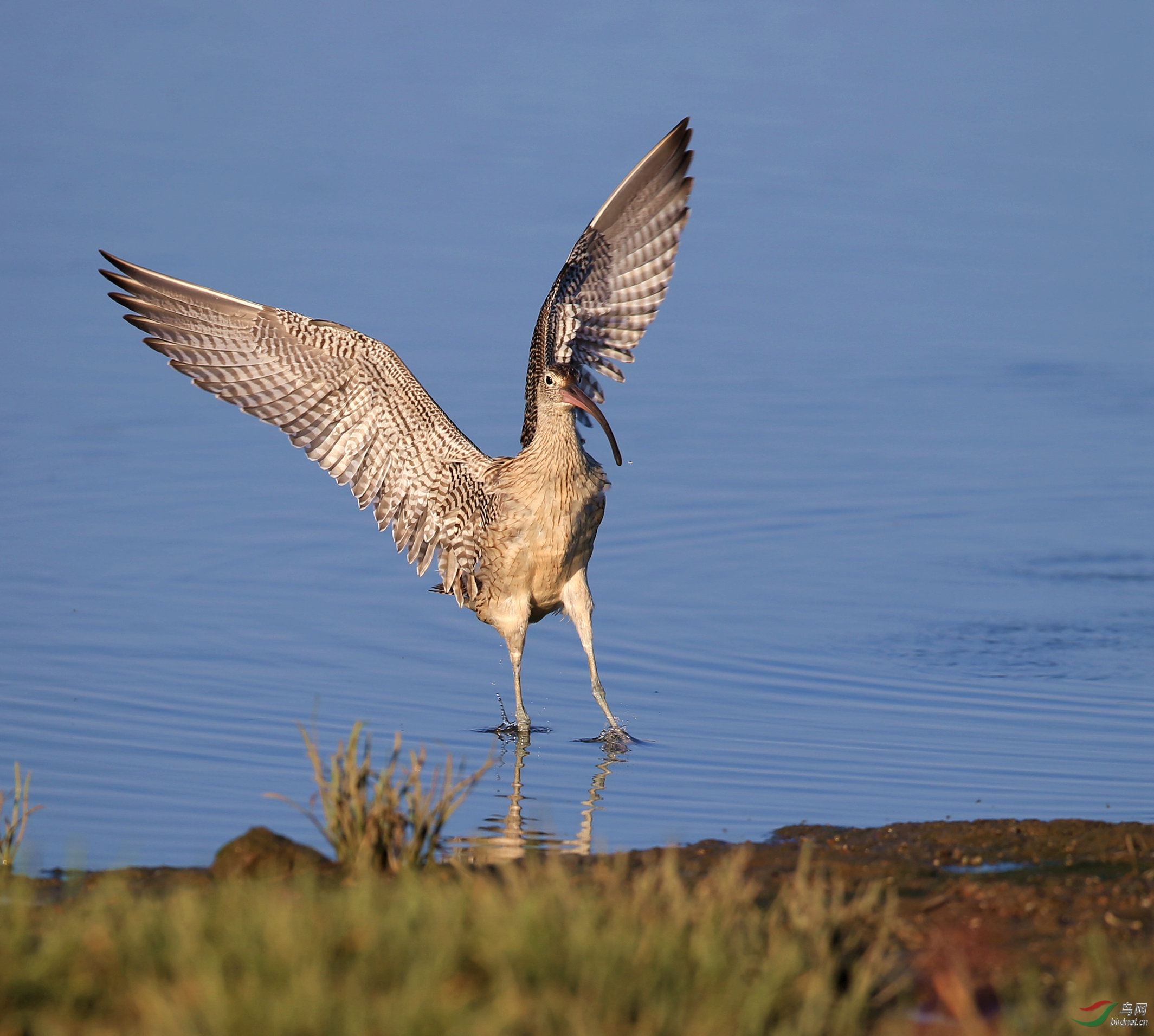 北戴河湿地大杓鹬