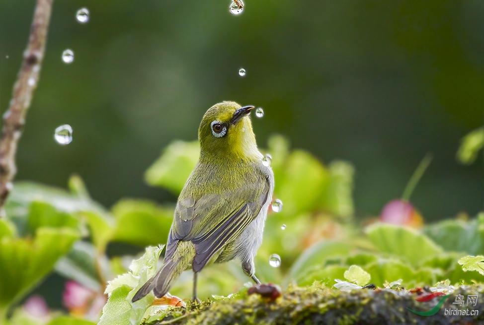 绿绣眼鸟11