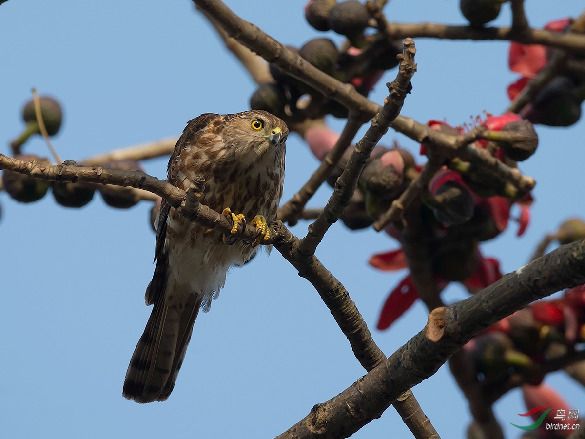 凤头鹰赏花-----问候辽版鸟友!