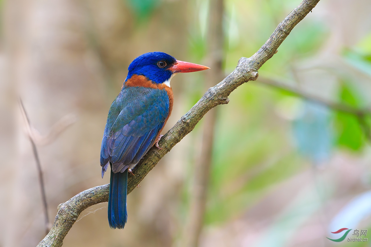 (绿背翡翠)绿背翡翠 green-backed wood kingfisher 【贺首页精华第2