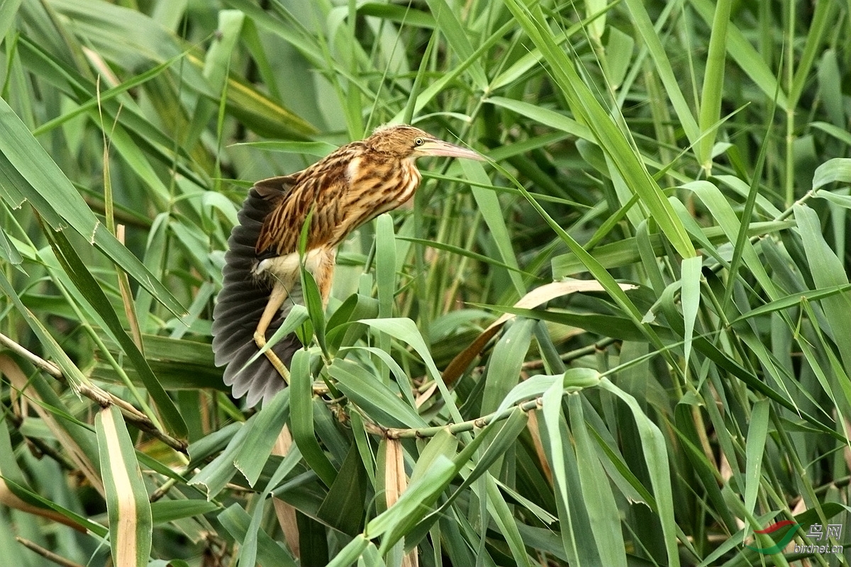 芦苇上的黄苇鳽幼鸟
