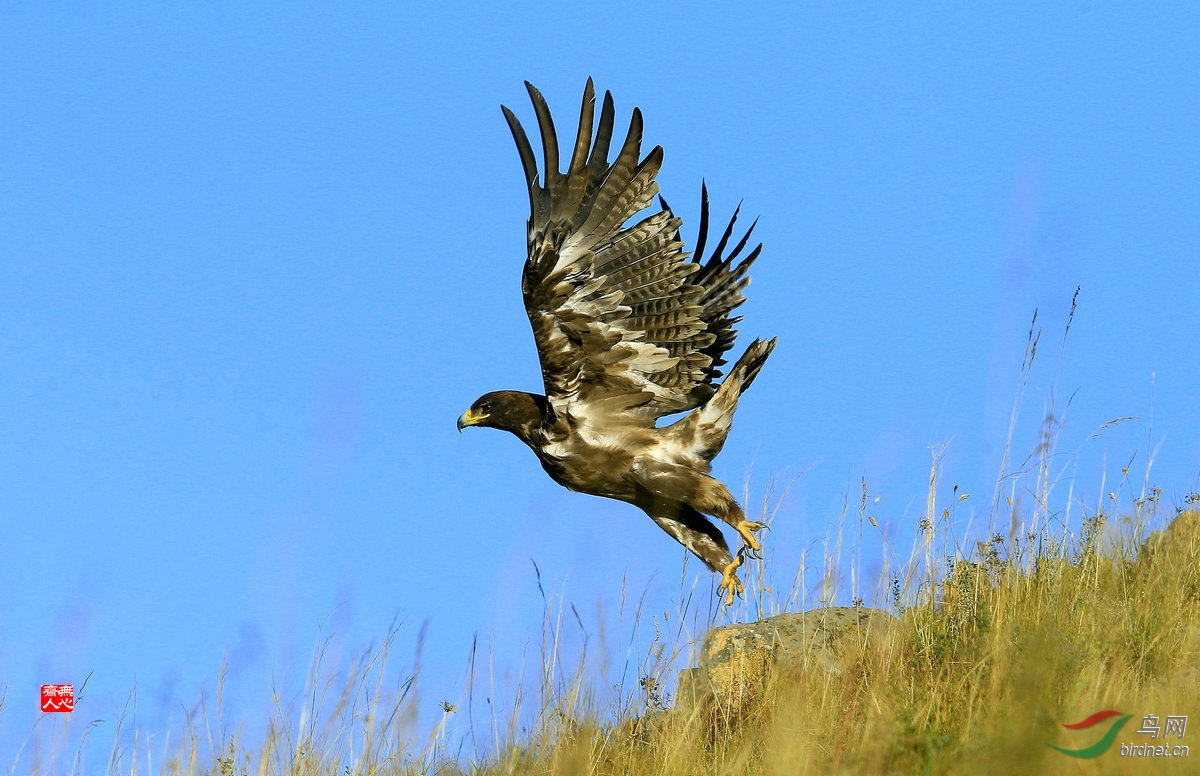 克旗草原鹰