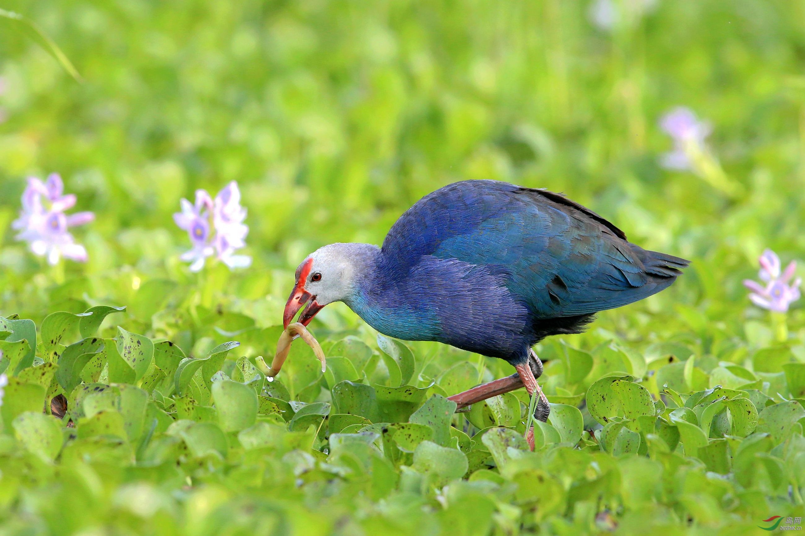 紫水鸡觅食