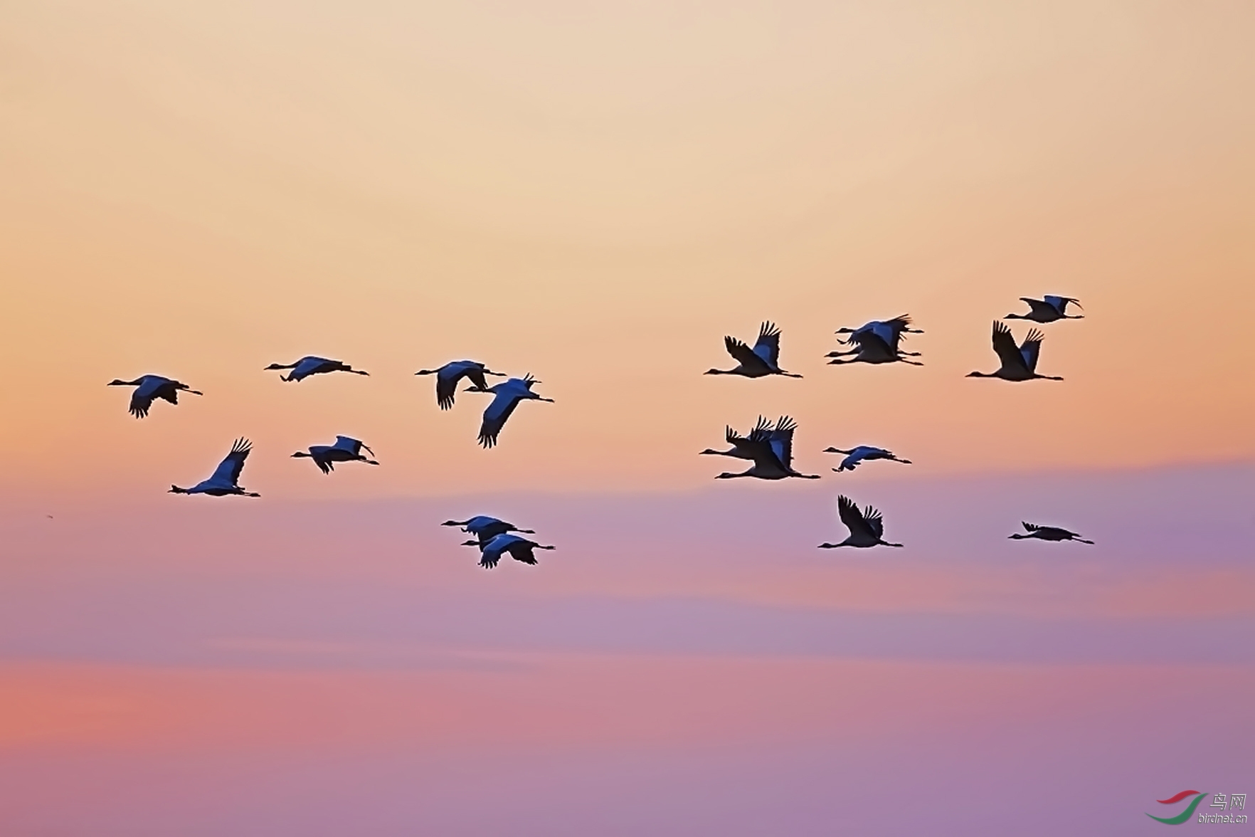 感草原秋色看迁徙鸟飞翔