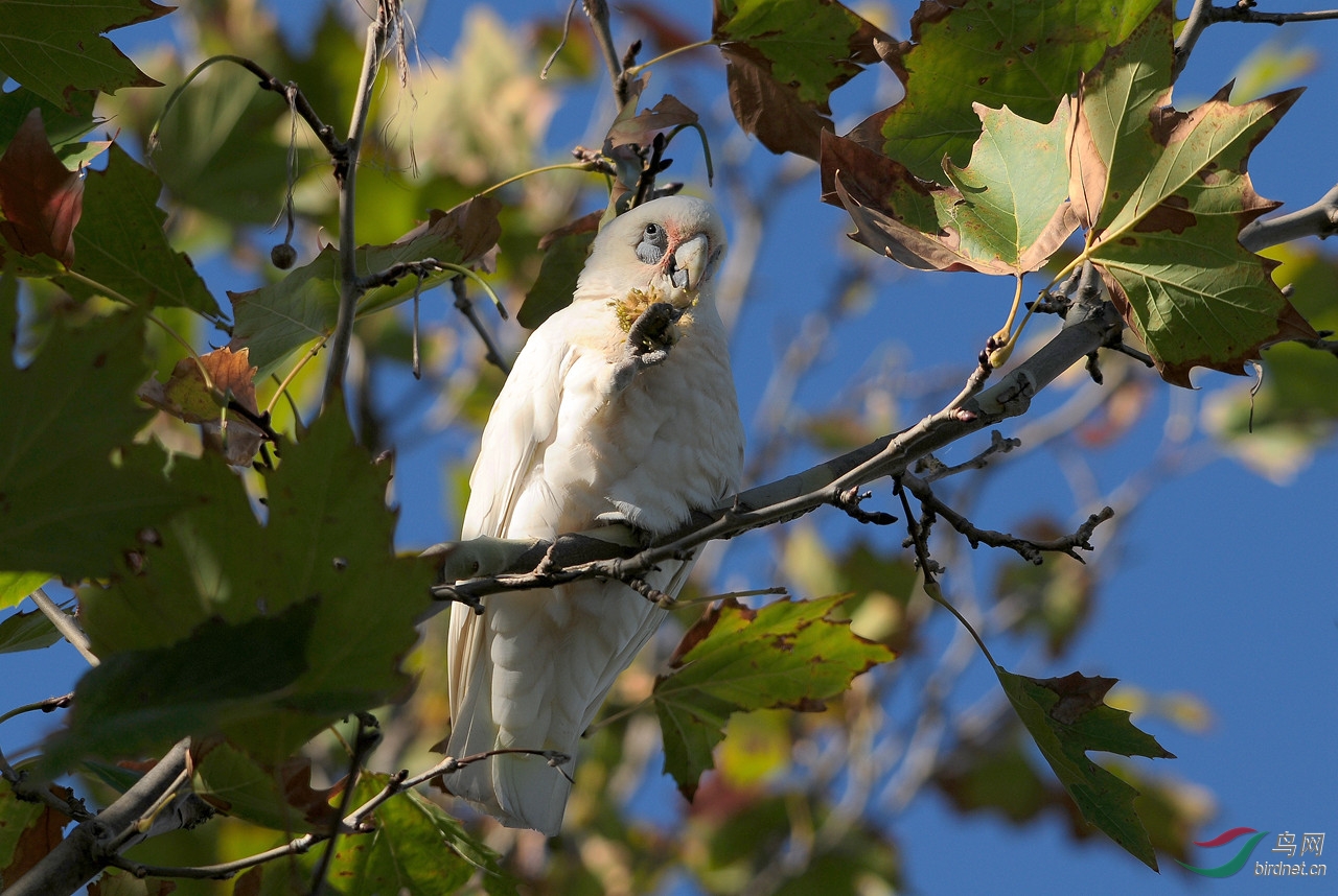 西长嘴凤头鹦鹉 - 鸟网文化 鸟网