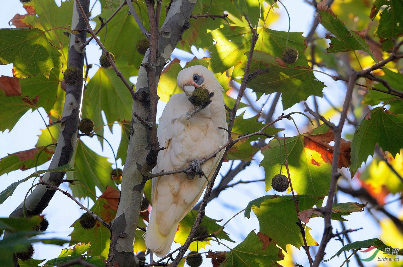 西长嘴凤头鹦鹉 - 鸟网文化 鸟网