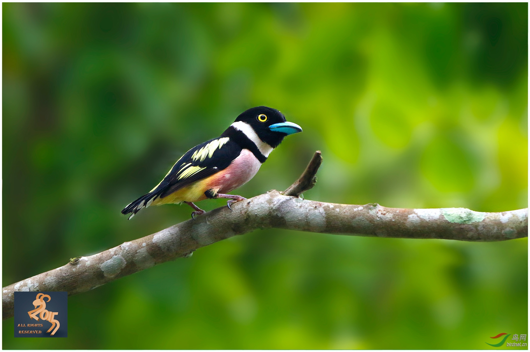 祝川版的各位中秋愉快黑黄阔嘴鸟