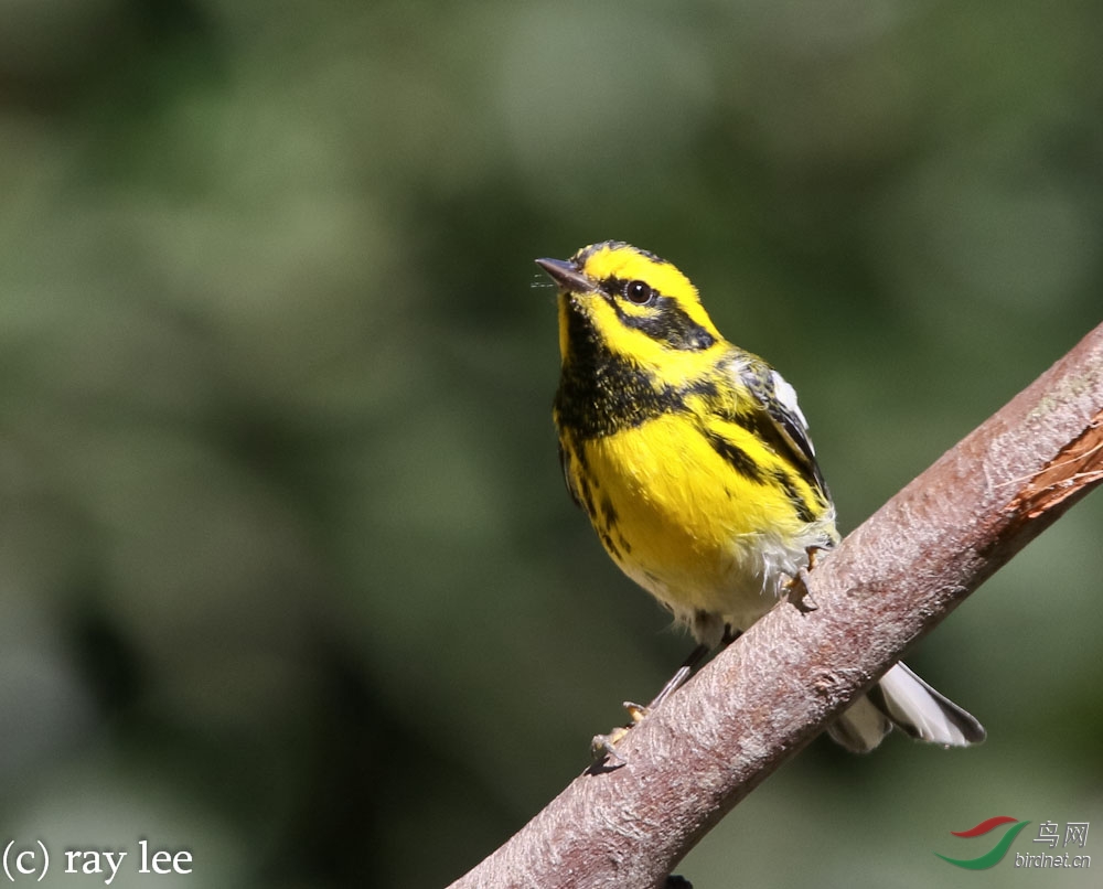 黑脸黄眉林莺 (townsends warbler)