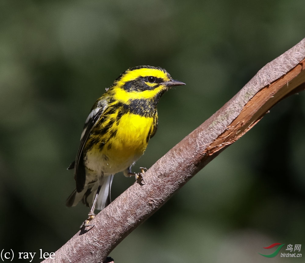 黑脸黄眉林莺 (townsends warbler)