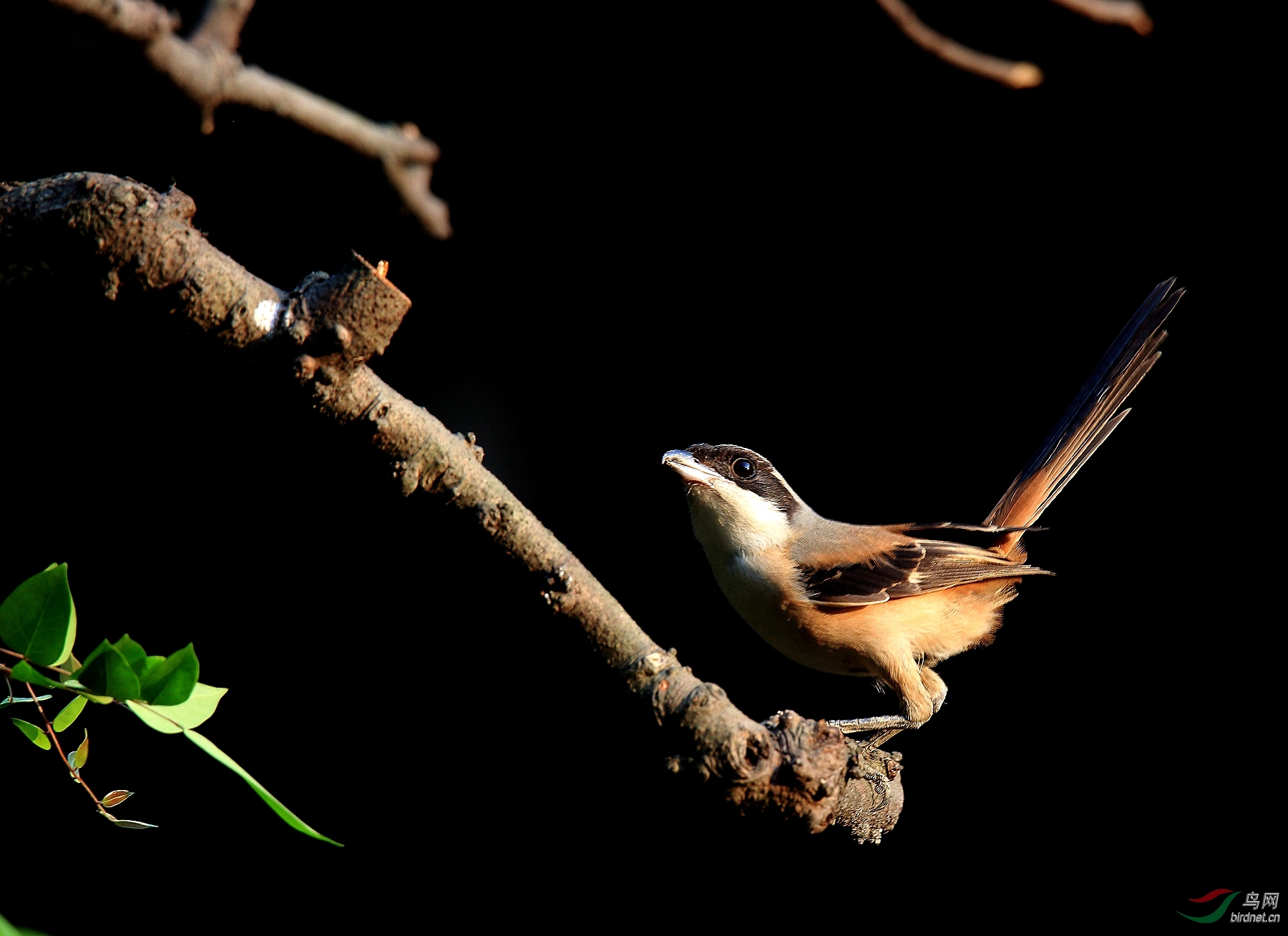 唯我独尊----棕背伯劳