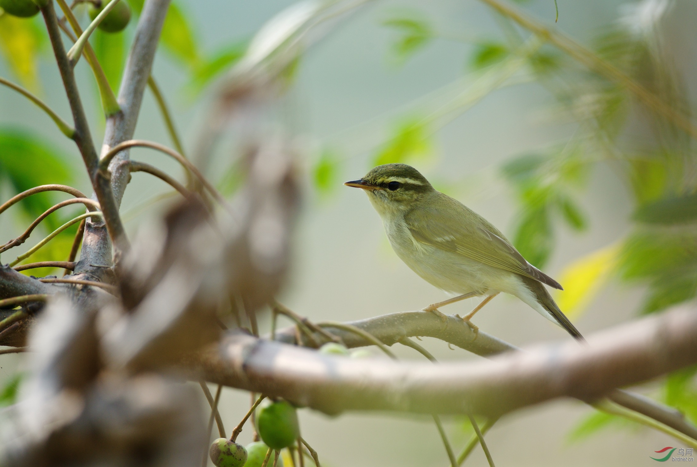 盐城湿地极北柳莺吃虫虫