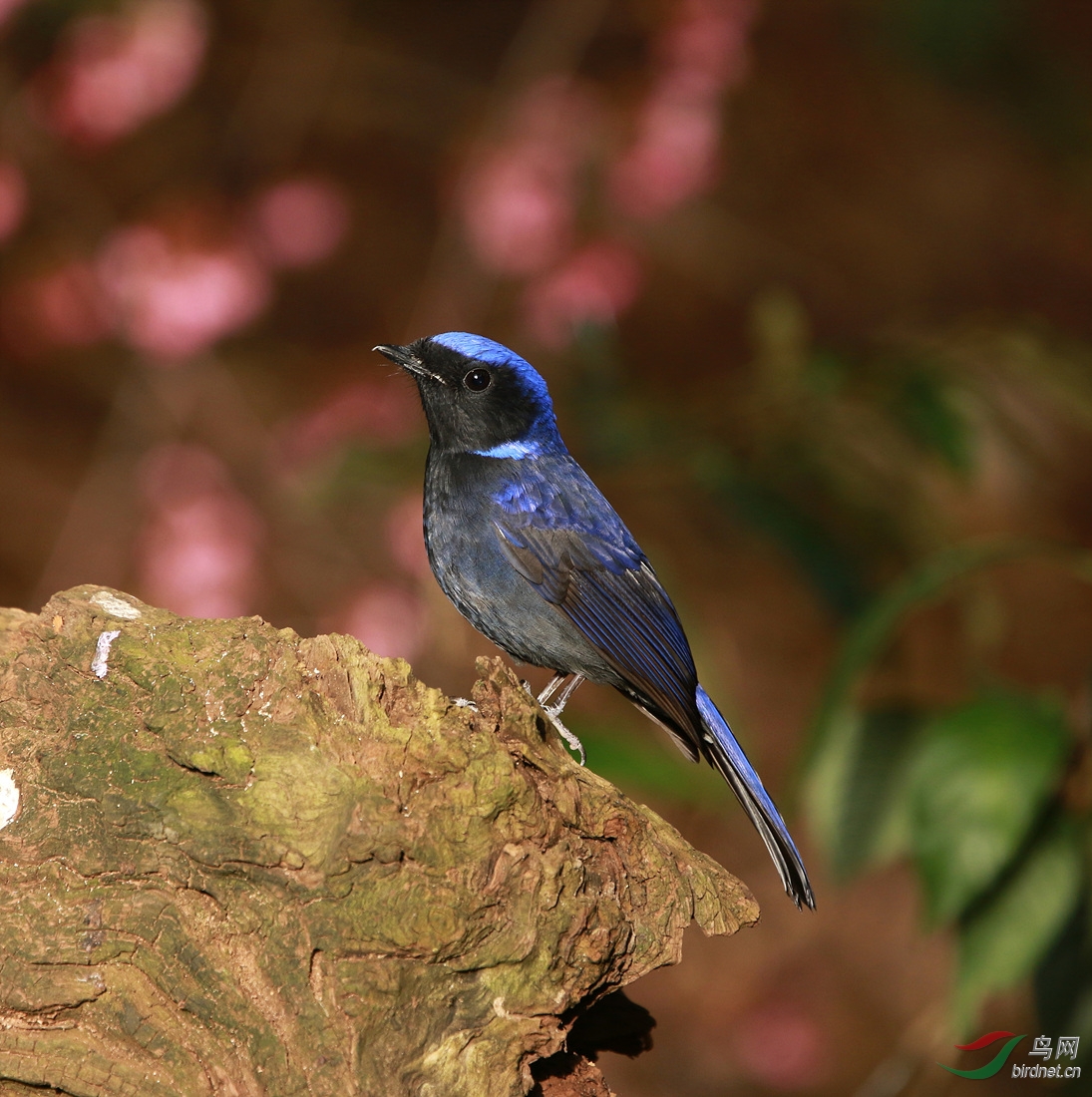 花好月圆,佳节快乐(大仙翁一组)