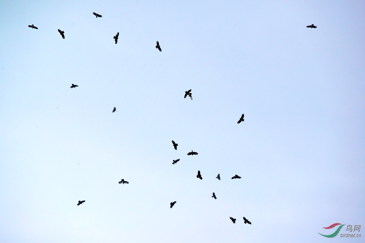 正在迁徙的凤头蜂鹰