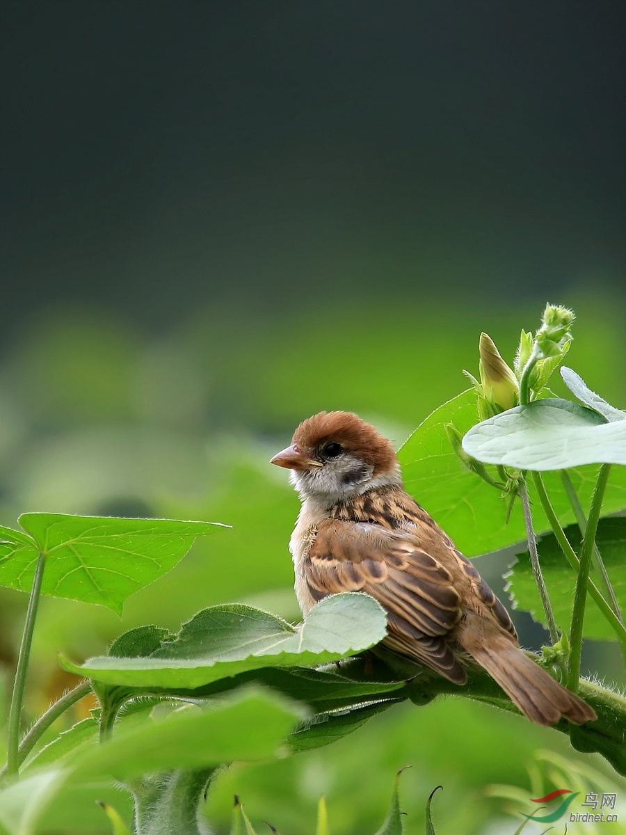 小家雀吃瓜子吐皮奥森公园