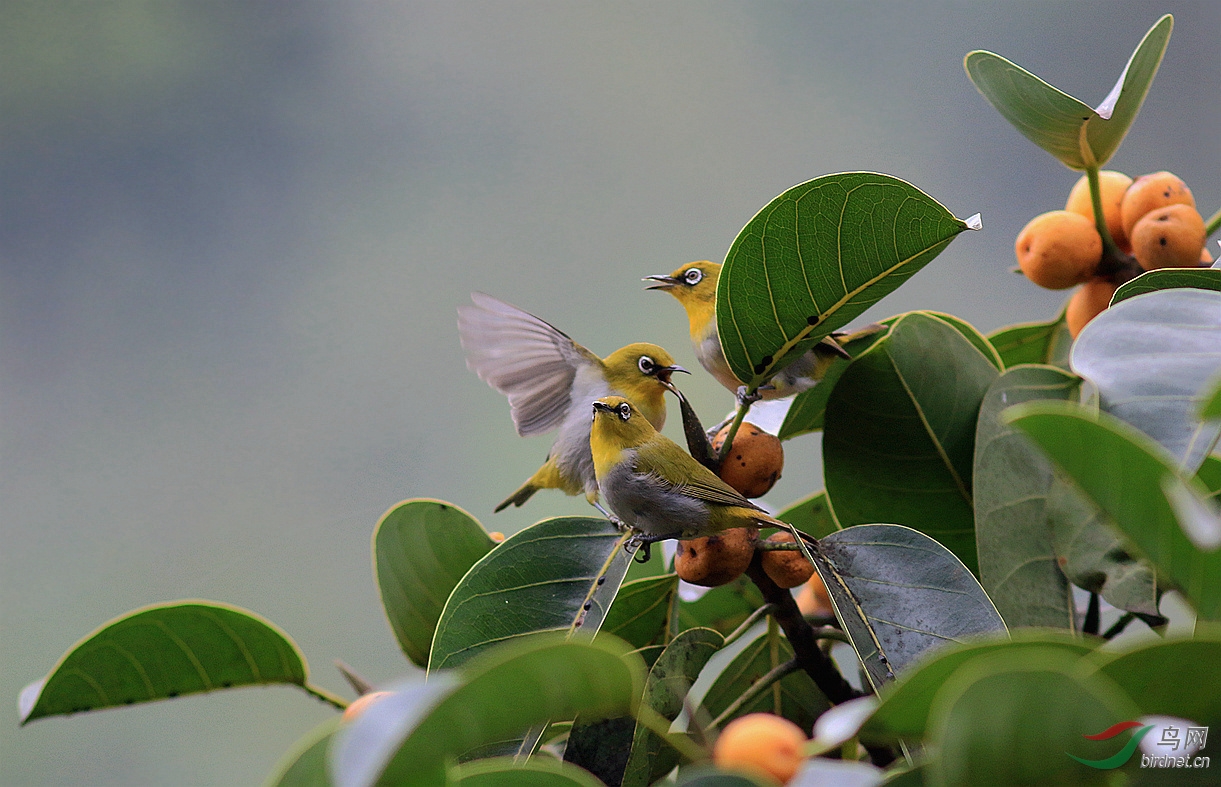 枇杷树上的灰腹绣眼---祝中秋节快乐
