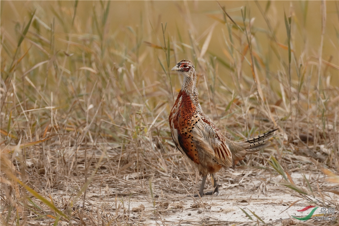 环颈雉雏鸟已长大