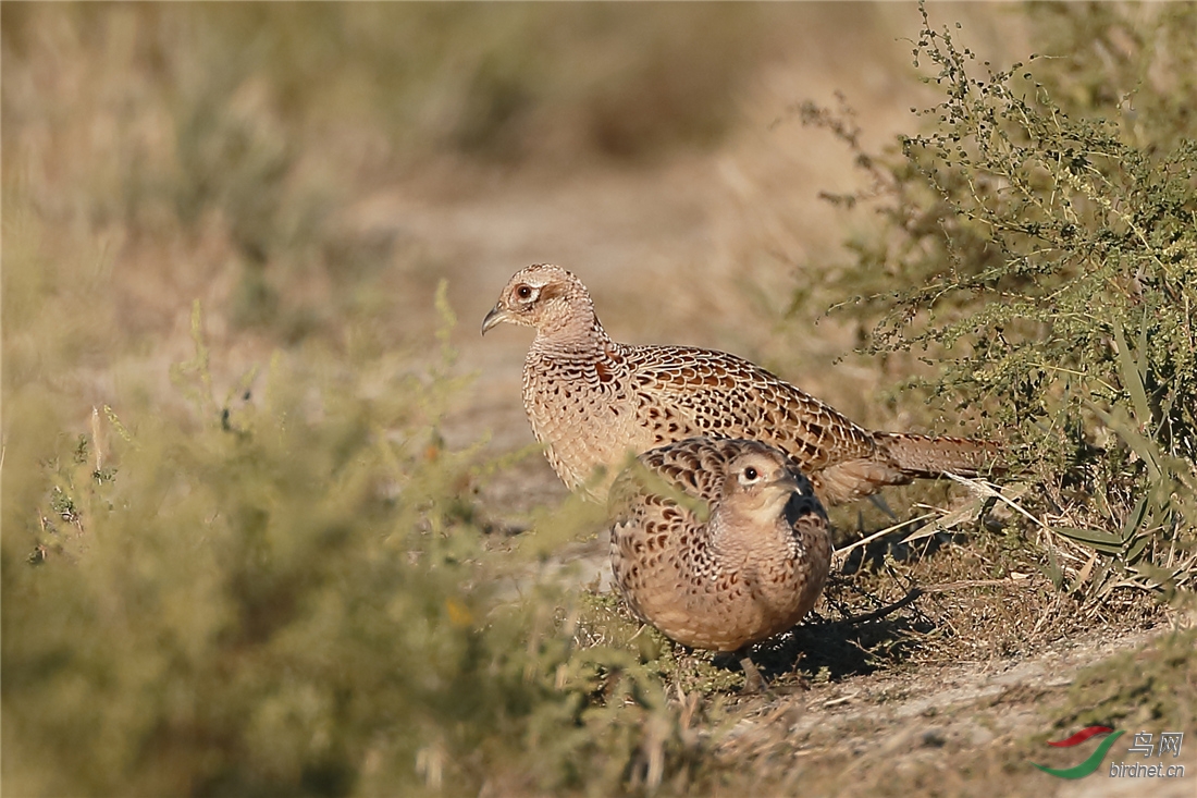 环颈雉雏鸟已长大