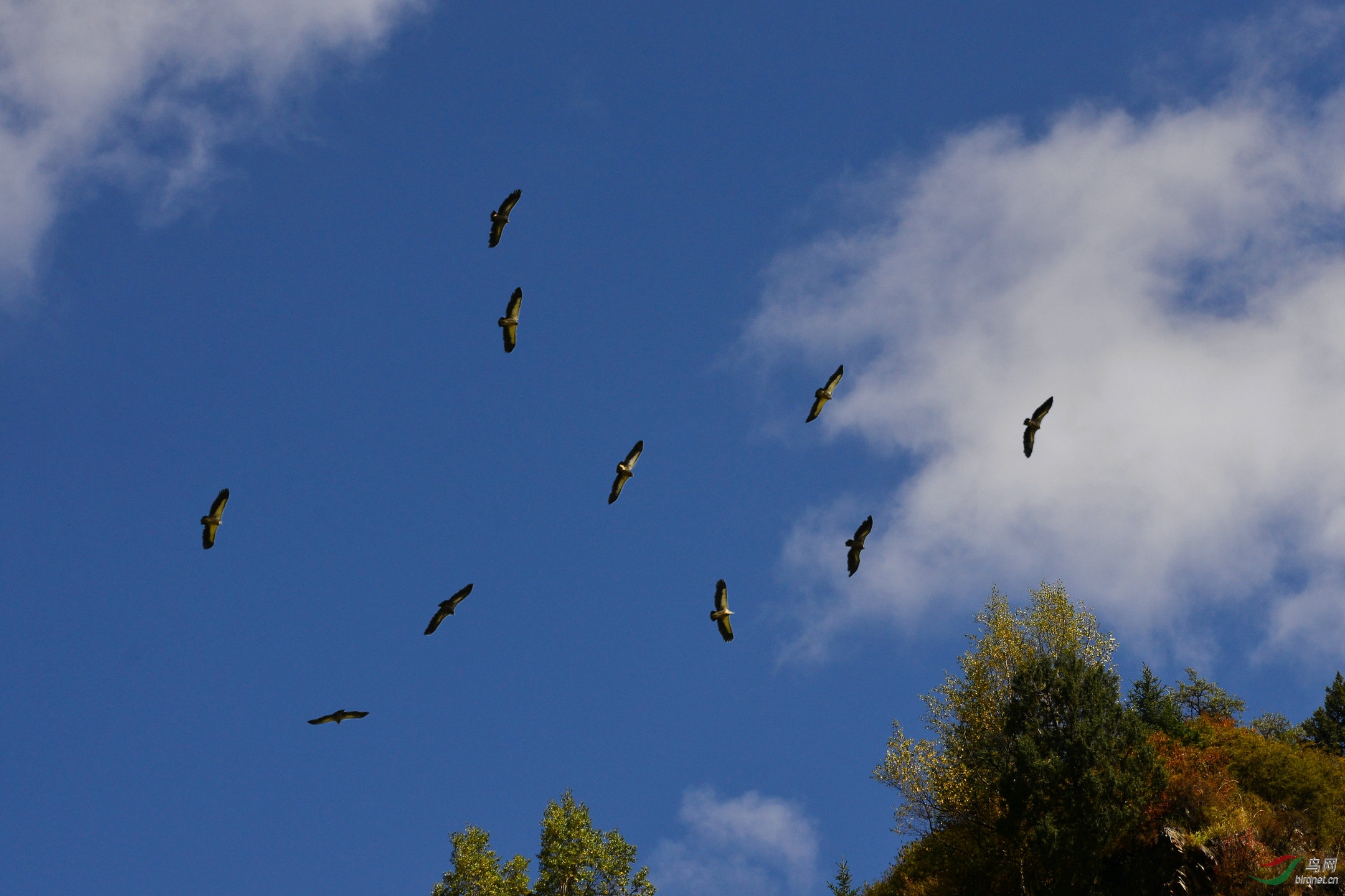 群鹰聚会恭祝鸟友中秋与国庆快乐
