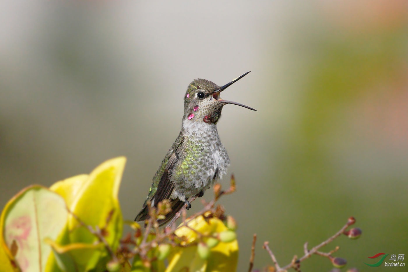 蜂鸟的嘴原来是可以张这么大的1