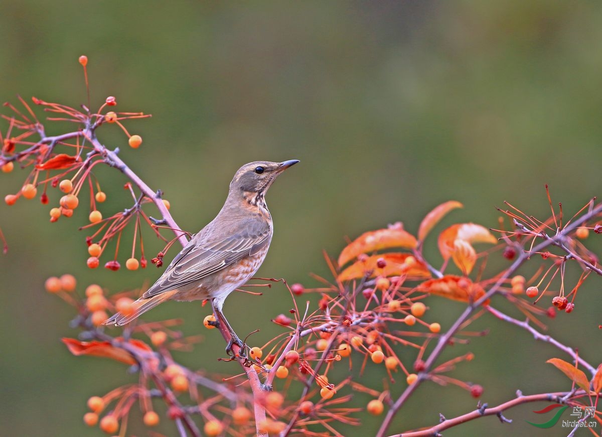 赏沙果-----红尾鸫