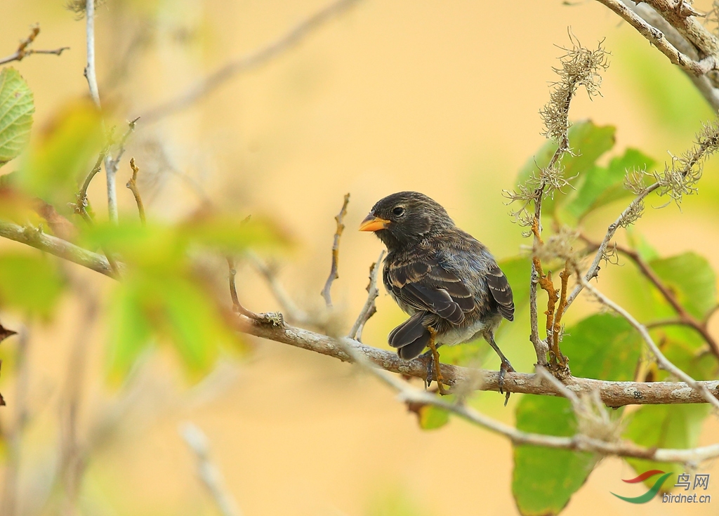 5�е�ȸ��ʥ����˹���߶�����Medium Ground-Finch.jpg
