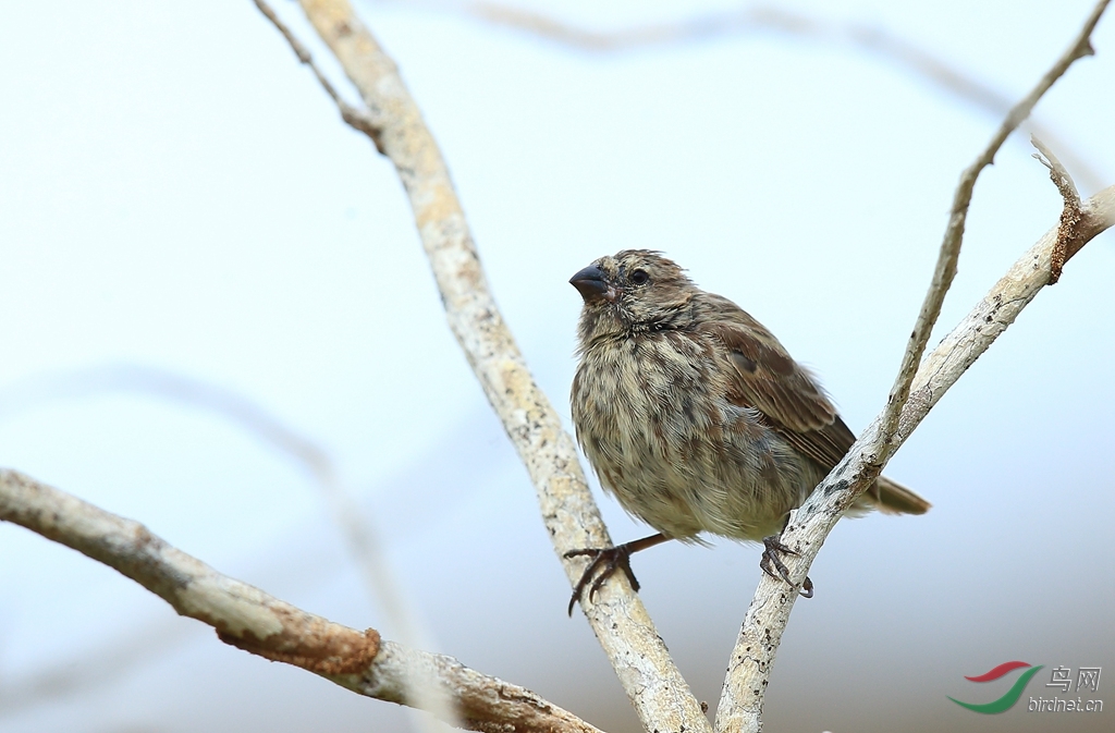 6中树雀(圣克里斯托瓦尔)medium tree-finch.jpg