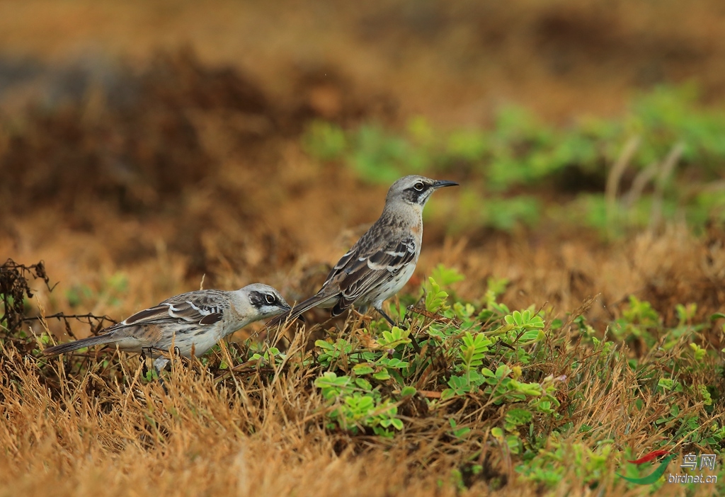 7�ӵ����Galapagos Mockingbird.jpg