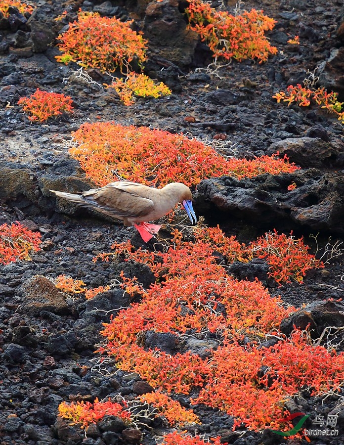 9�������Red-footed Booby.jpg