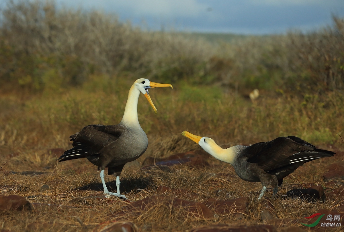 3�ӵ�������Waved Albatross.jpg