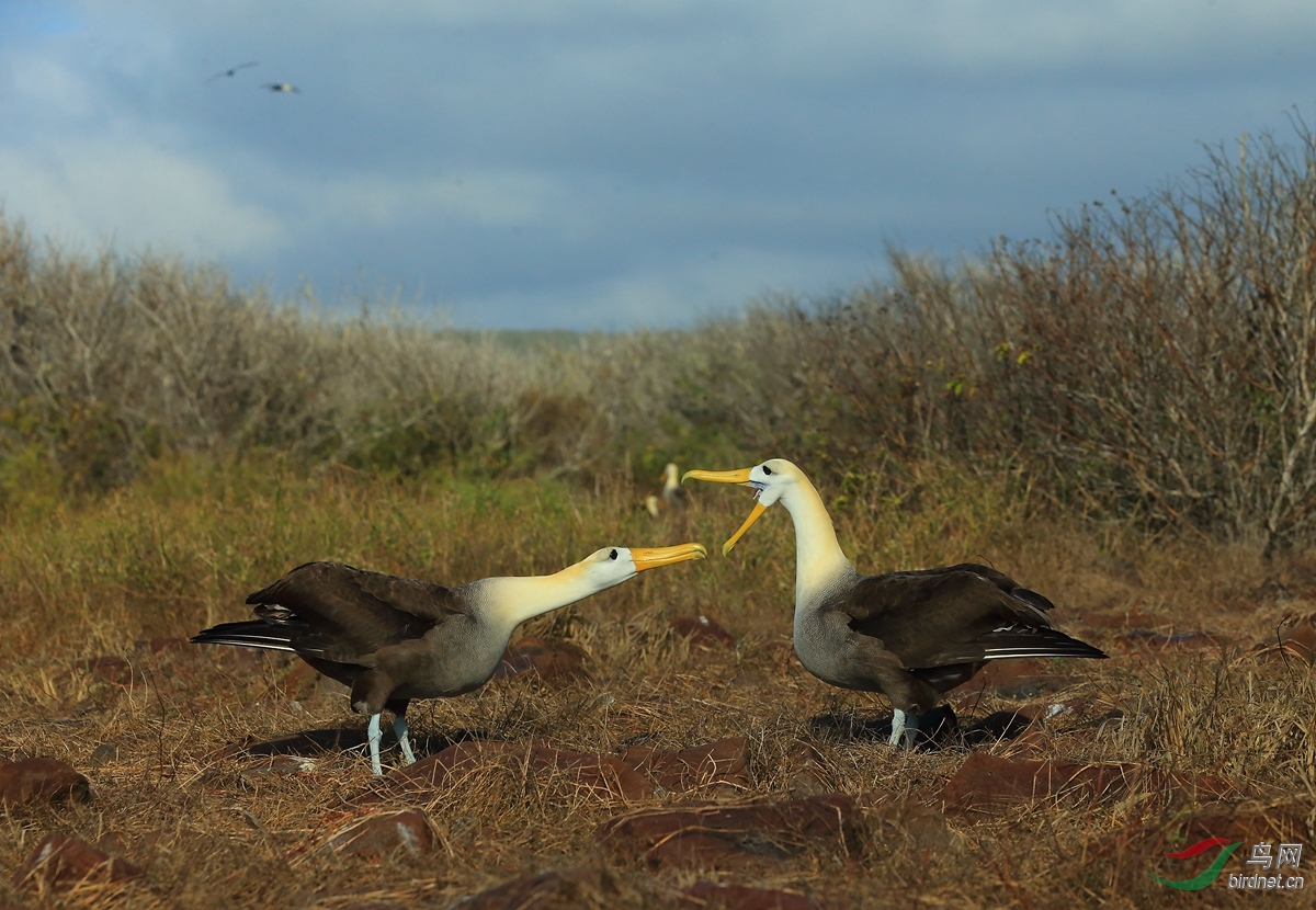 4�ӵ�������Waved Albatross.jpg
