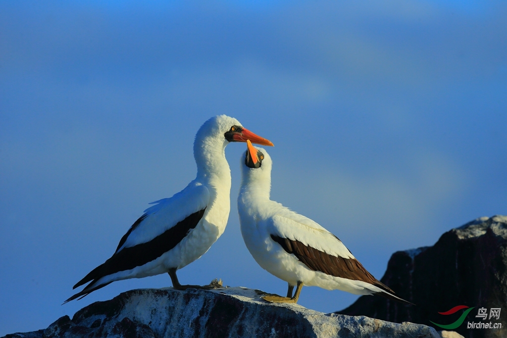 7������������Nazca Booby.jpg