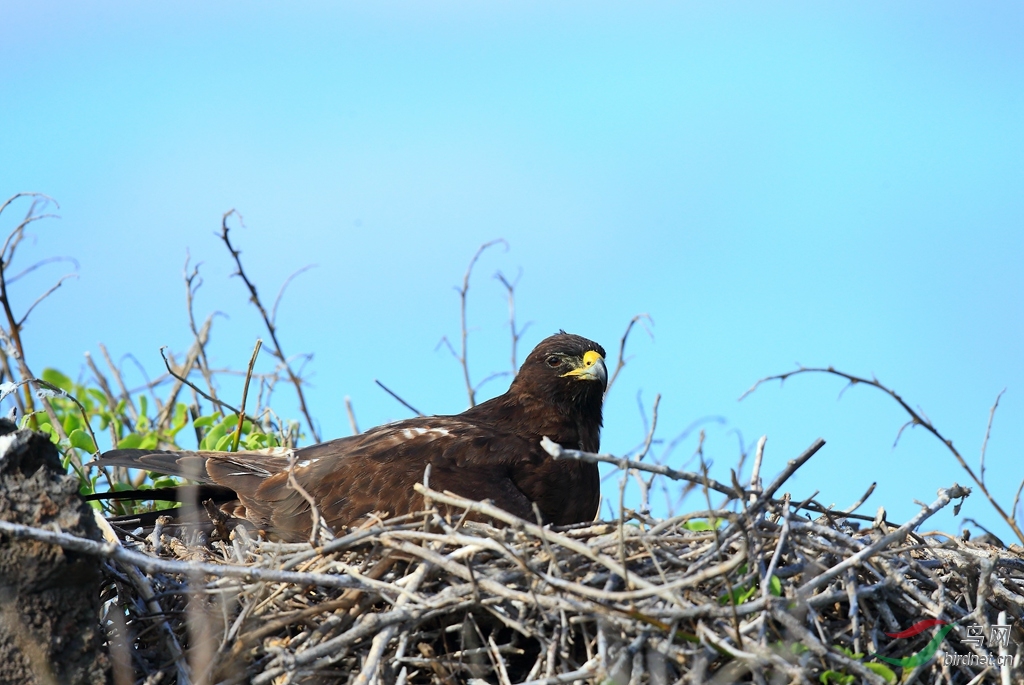 8�ӵ��\\\\Galapagos Hawk.jpg