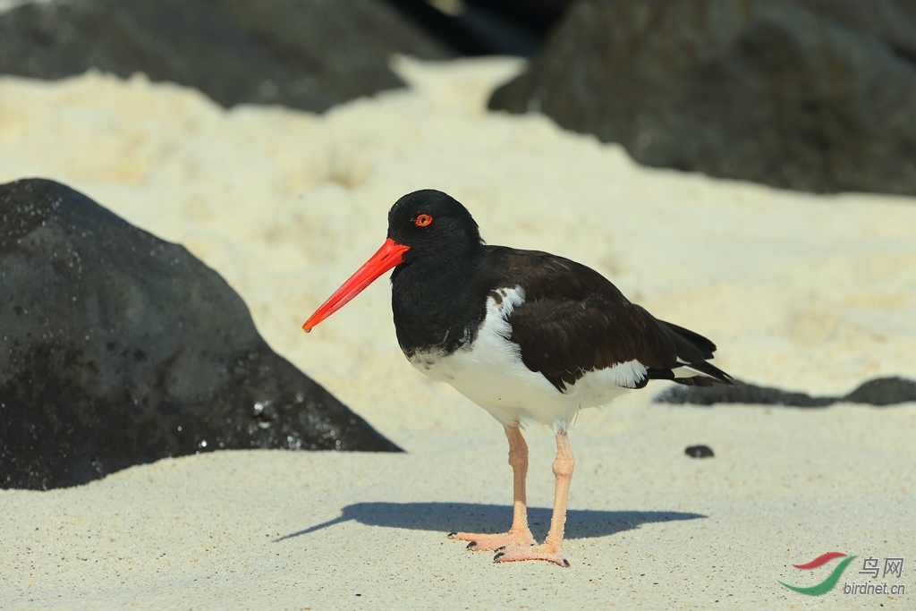 10��������American Oystercatcher.jpg