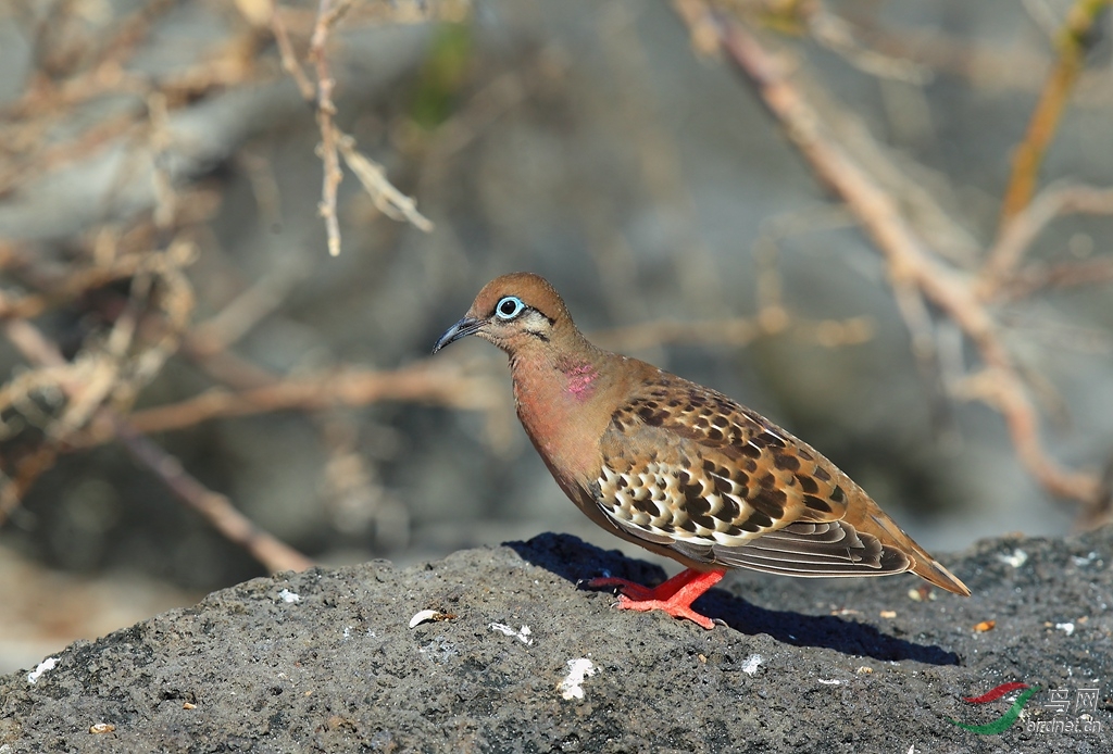 11�ӵ�����Galapagos Dove.jpg