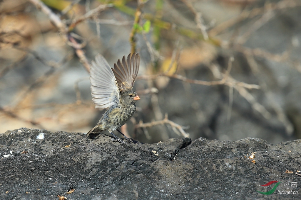 12С��ȸ��ʥ����˹���߶�����Small Ground-Finch.jpg