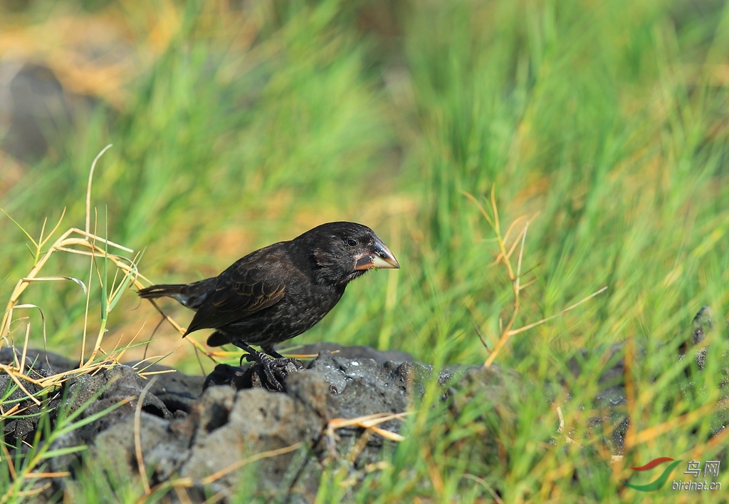 13���ȸ��ʥ����˹���߶���Large Ground-Finch.jpg