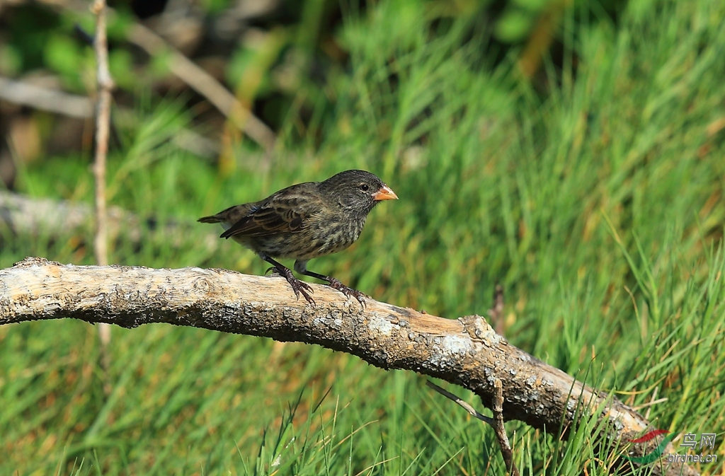 14�����ȸ��ʥ����˹���߶���Sharp-beaked Ground-Finch.jpg