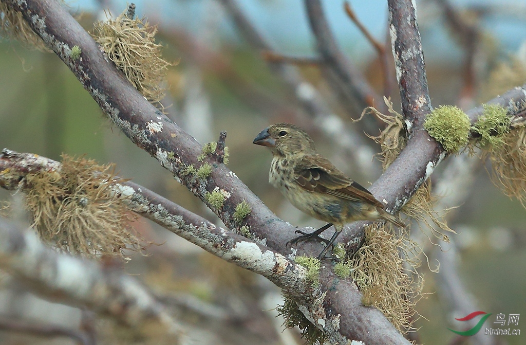 5ֲʳ��ȸ��ʥ�����ǵ���Vegetarian Finch.jpg