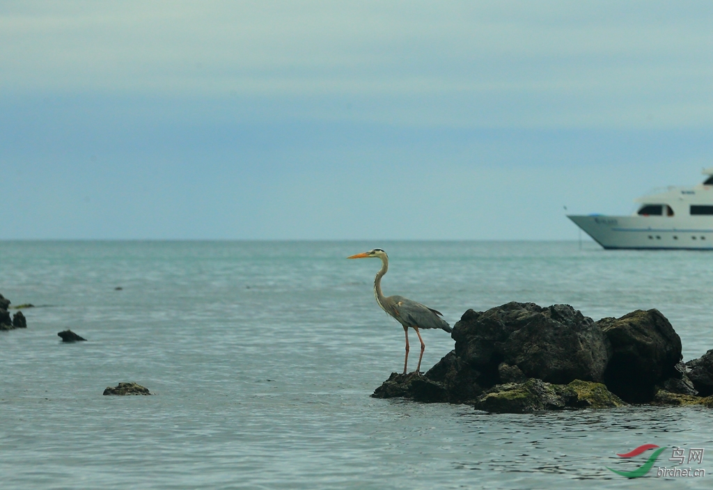 9������Great Blue Heron.jpg