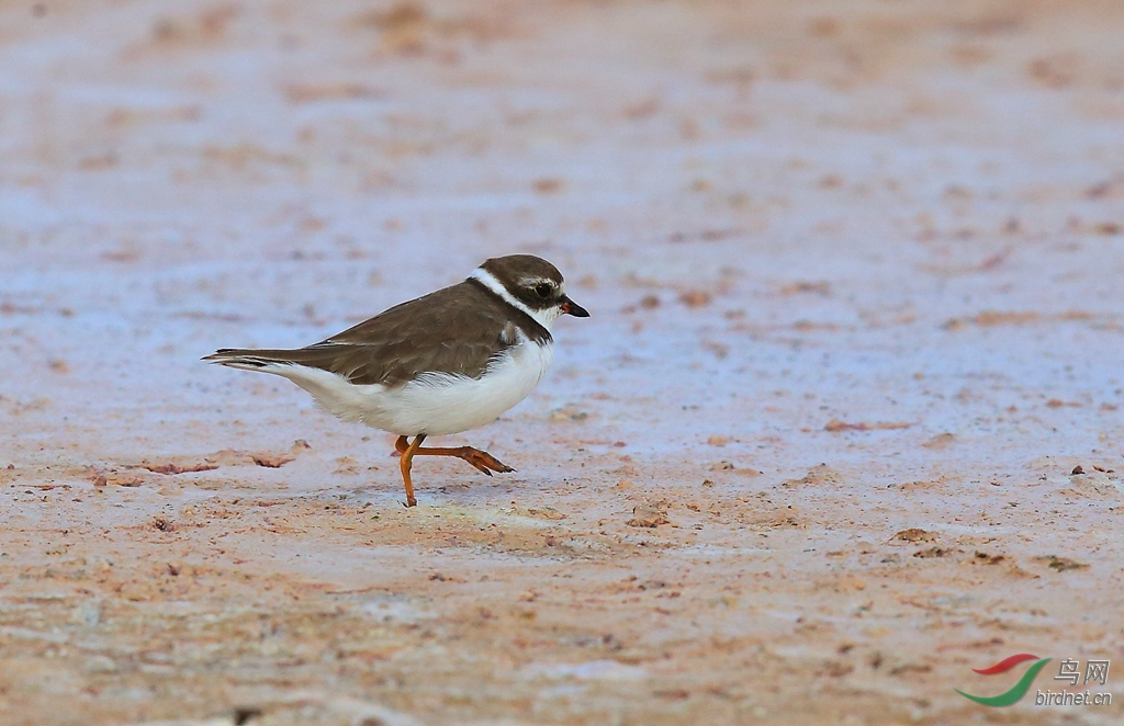 12�����aSemipalmated Plover.jpg