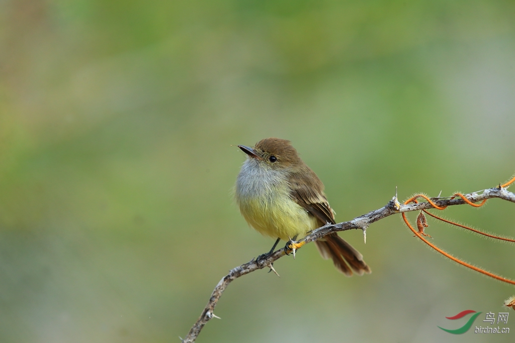 13����Ӭ���lGalapagos Flycatcher.jpg