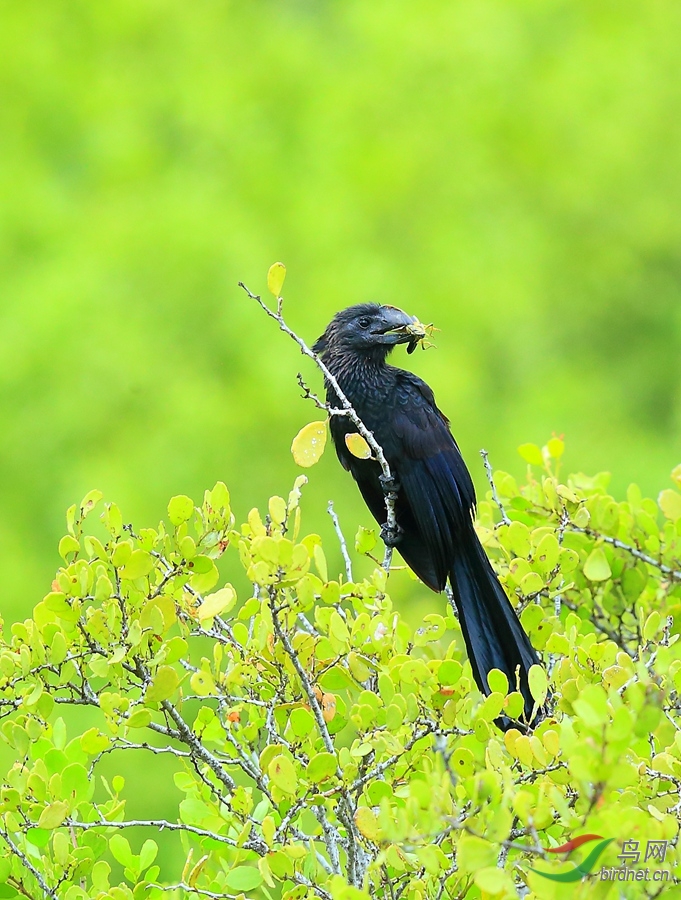 14����Ϭ��Smooth-billed Ani.jpg