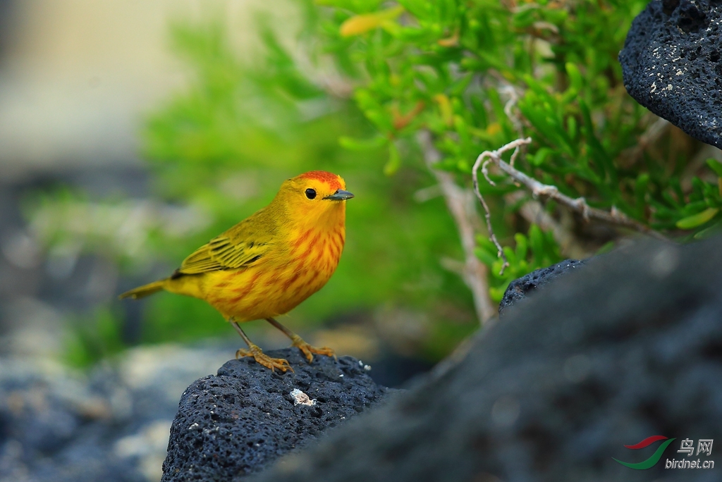 15����ݺYellow Warbler.jpg