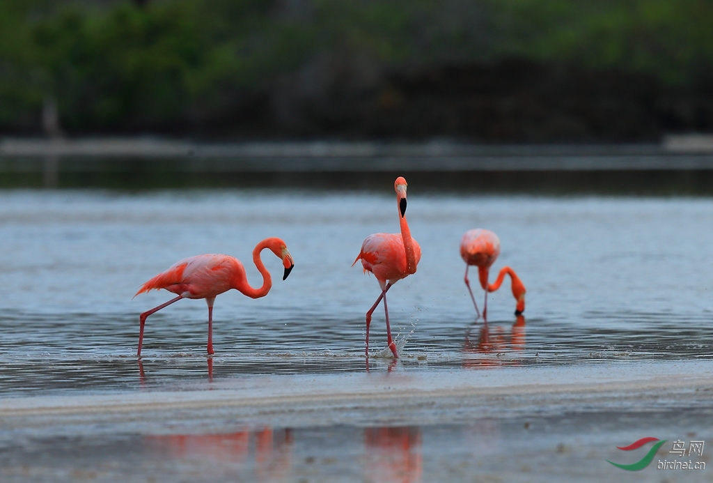 10�����American Flamingo.jpg