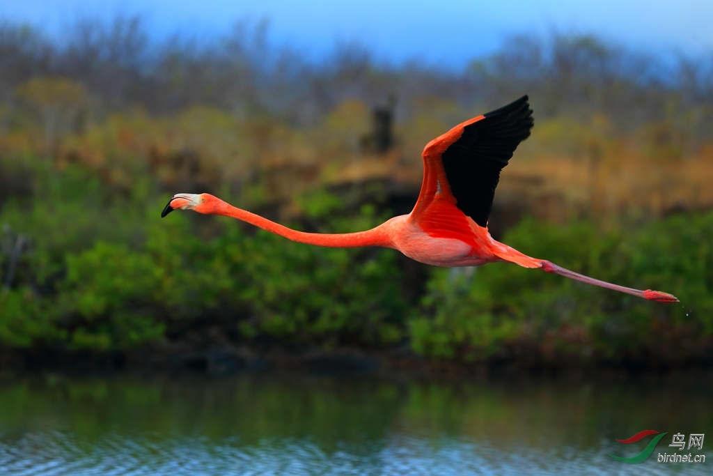 11�����American Flamingo.jpg