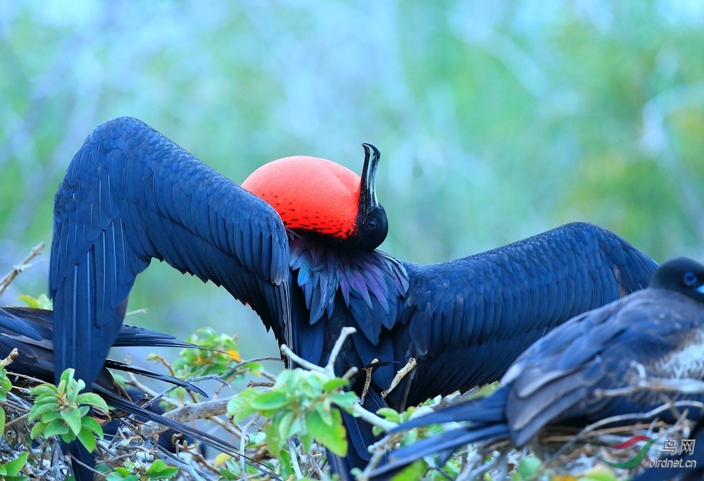 2华丽军舰鸟magnificent frigatebird.jpg